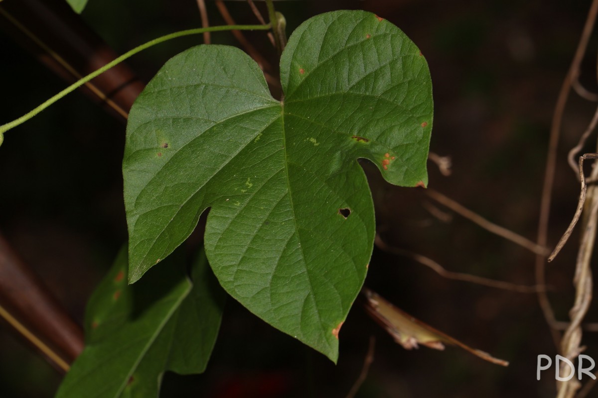 Ipomoea indica (Burm.) Merr.